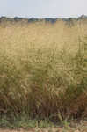 Switchgrass 